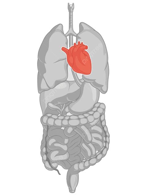 Cartoon Drawing Of The Anatomy Of A Heart Organ In The Cardiovascular