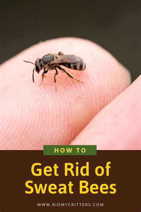 How To Get Rid Of Sweat Bees Easily Trap Or Repel The Buggers