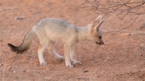 Cape Fox Kit With An Ant Stock Video Clip K0098064 Science Photo