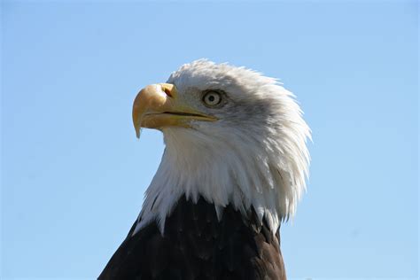 Filebald Eagle Head 1224691901 Wikimedia Commons