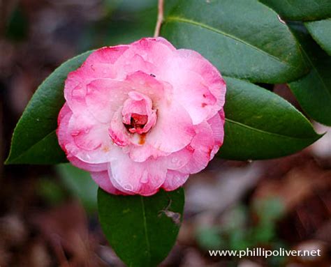 Camellia State Flower Of Alabama