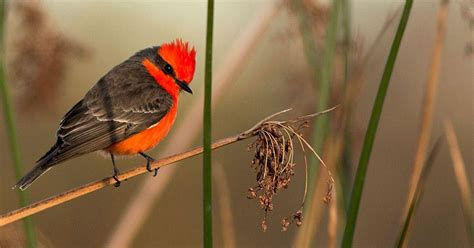 Why Some Birds Have Red Feathers With Images Red Feather Mystery