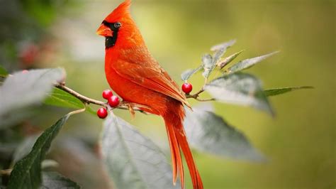 Best Trees And Shrubs For Birds The Old Farmers Almanac