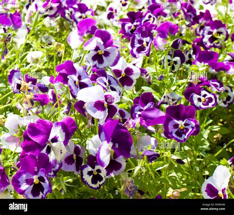 Violet Pansies Viola Tricolor Stock Photo Alamy