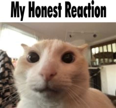 My Honest Reaction Cat Memes Imgflip