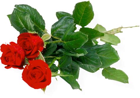 Red Rose PNG Image PurePNG Free Transparent CC0 PNG Image Library