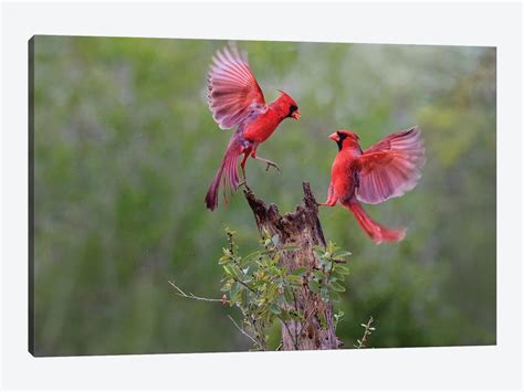 Northern Cardinal Males Fighting Canvas Art Print By Larry Ditto Icanvas
