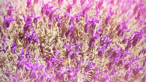 Sunset Over A Violet Lavender Field In Provence France Stock Image