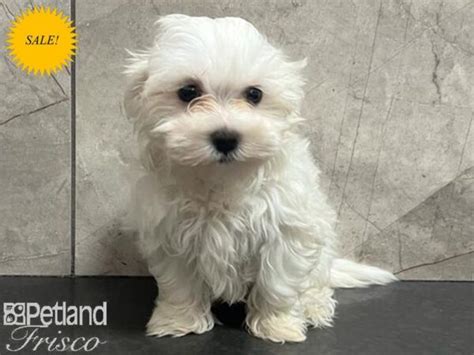 Maltese Dog Female White 3154473 Petland Frisco Texas