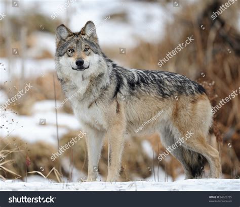 Mexican Gray Wolf Canis Lupus Baileyi Stock Photo 68023735 Shutterstock