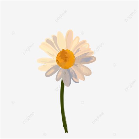 Daisy Flower For Decoration With Yellow And Gray Watercolor Daisies