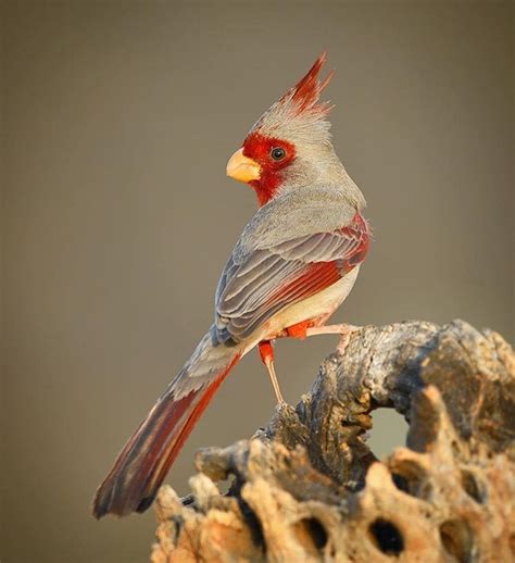 ~ A Male Pyrrhuloxia Perches On An Old Cholla Cactus Skeleton In