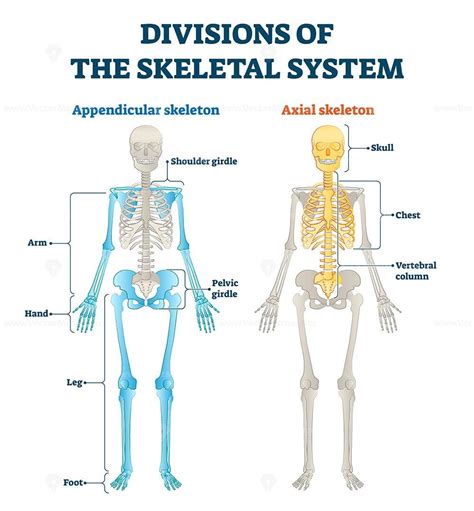 Divisions Of Appendicular And Axial Skeletal System Labeled Explanation