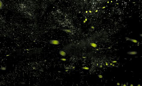 Timelapse Scenes Of Swarming Fireflies By Vincent Brady Perfect Moment
