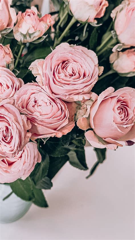 Pink Roses Pictures Download Free Images On Unsplash