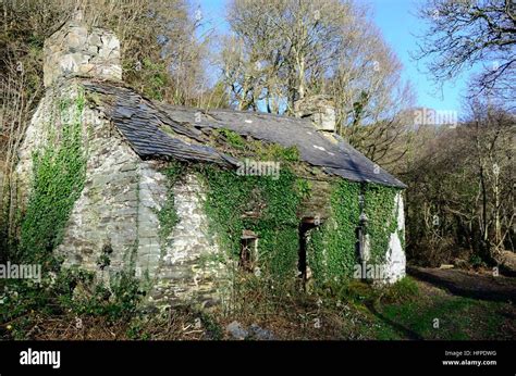 Download This Stock Image Derelict Ruin Ruins Of Welsh Stone Cottage