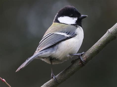 Thread By Usam A A Thread Of Tits The Great Tit The Japanese Tit The Read
