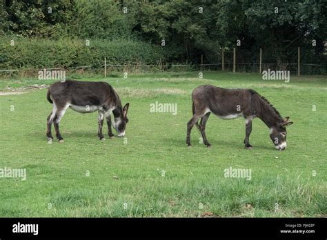 Two Donkeys Grazing In A Field At The Zoo Stock Photo Alamy