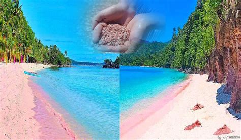 Its Summer Time Amazing Pink Beaches Here In The Philippines Its