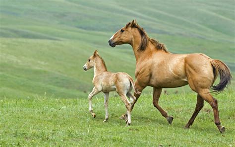 Mare And Foal Running Across Pasture In Alberta Canada Flicka And The