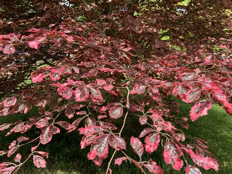 Tree Of The Week Tricolor Beech Providence Daily Dose
