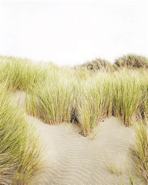 Beach Grass Print Set Coastal Wall Art Prints Sand Dune Etsy