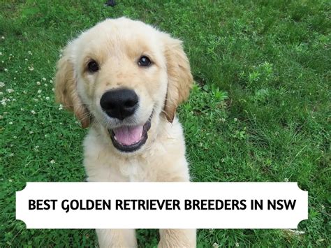 Best Golden Retriever Breeders In Nsw 2024 Top 3 Picks
