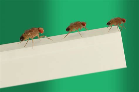 drosophila 02 [image] eurekalert science news releases