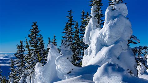 Download Wallpaper 2560x1440 Trees Snow Snowdrifts Winter Nature