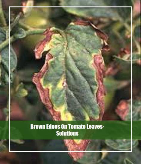 Best Way To Get Rid Of Brown Edges On Tomato Leaves
