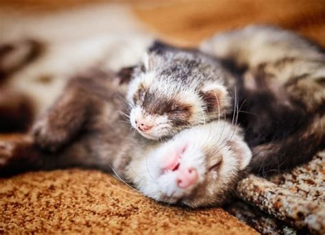 Whats The Difference Between A Male And Female Ferret My Pet Ferret