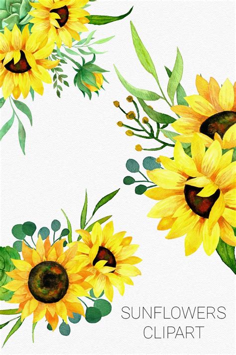 Sunflowers Watercolor Clipart Bouquets And Frames 572499