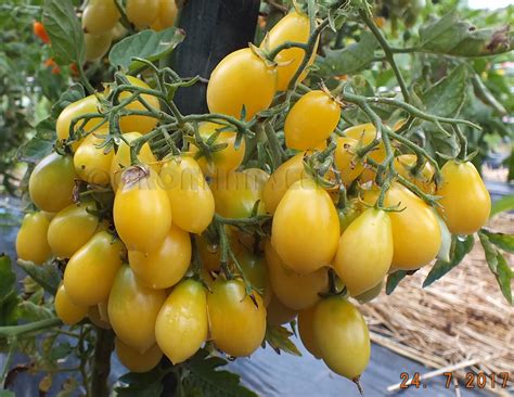 Yellow Tomatoes Barrys Crazy Cherry Tomato Multiflora Type