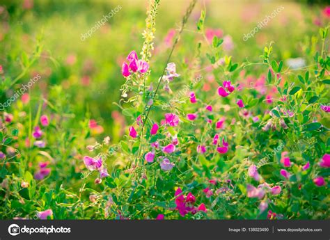 Meadow With Pink Wildflowers — Stock Photo © Jeka2009 138023490