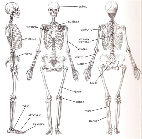 Cuántos huesos hay el cuerpo Como Funciona Que