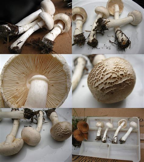 Id Request White Scaled Cap Mushroom With Forked Gills And Veil On