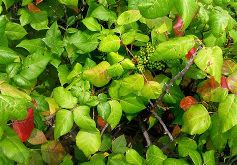 10 Things Nobody Tells You About Poison Ivy Gardenista