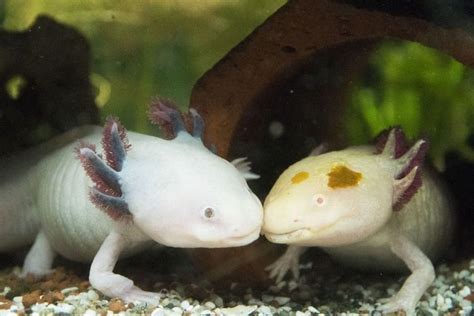All About The Tank Options For Pet Salamanders And Newts Salamander