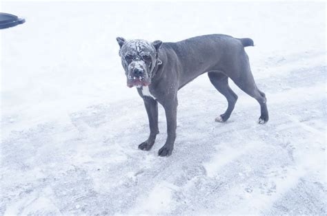 #snowday Star | Cane corso, Doggie style, Doggy