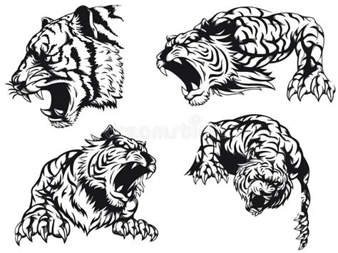White Tiger Roar Drawing