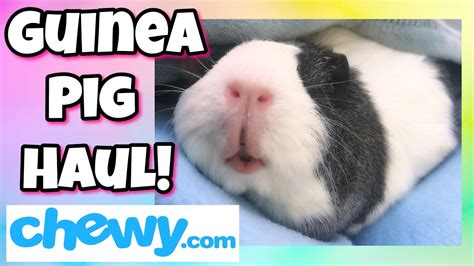 Guinea Pig Haul Youtube