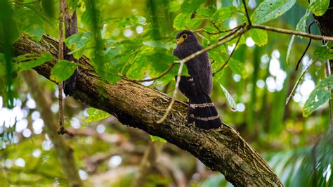 Slaty Backed Forest Falcon Micrastur Mirandollei