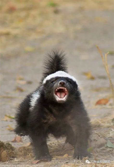 地球上最无所畏惧的动物！ Honey Badger蜜獾｜小地球野生情怀百科系列