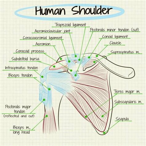 5 Tips To Get Rid Of Shoulder Pain Chirosport Specialists Of Dallas