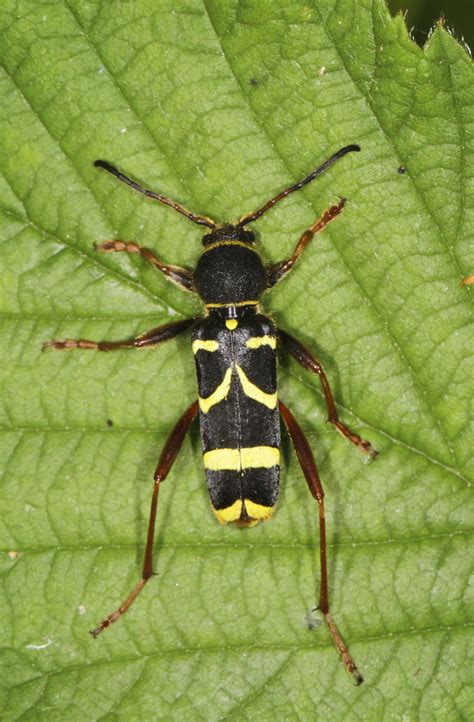 Wasp Beetle Clytus Arietis Wildlife Trusts Nature Reserv Flickr