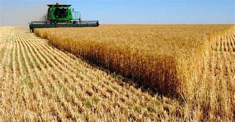 Rusia Producción De Trigo Cae Por Sequía Chilealimentos