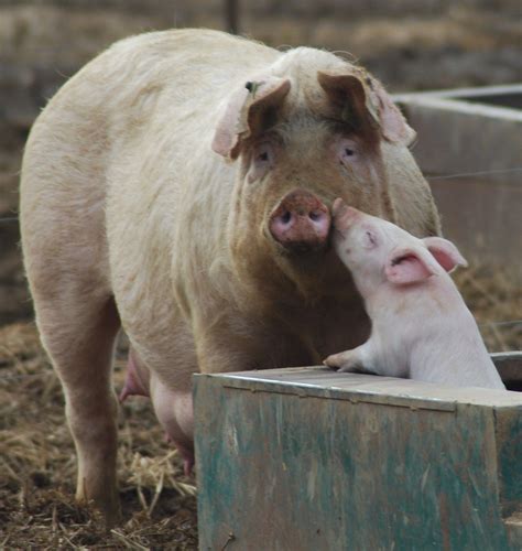 Hogs And Kisses Pig Care Baby Pigs Cute Pigs Pet Pigs