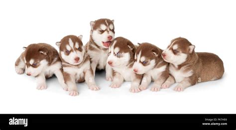 Litter Of Siberian Husky Puppies Front View Isolated On White Stock