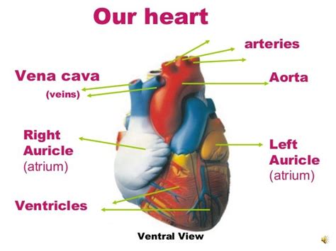 7 Heartandcirculation Nu