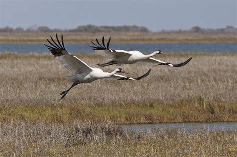 Whooping Cranes Return Blog For The Naturally Curious™